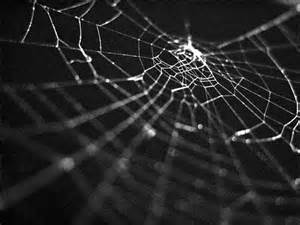 spiderweb