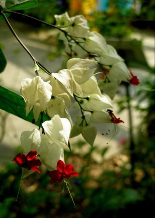 Okay, so this isn't a bleeding heart, but it's pretty.