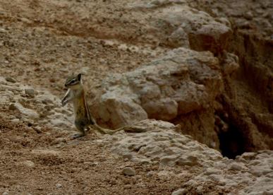 Rodent gaining a plateau in the Badlands
