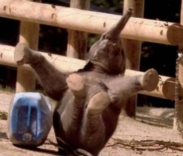 I was pretty sure this was what I looked like doing my first ab sprawls.