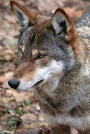 Red Wolf at the Syracuse Zoo