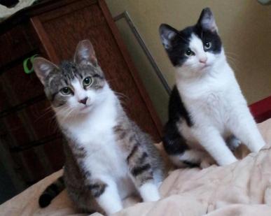 Link and Lucy eyeing me after a nap.
