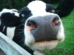 cow nose