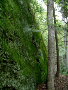 Hemlock tree stubbornly growing in a rock face.