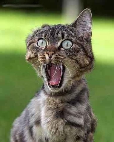 yikes-cat