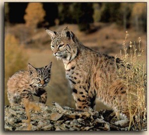 bobcats