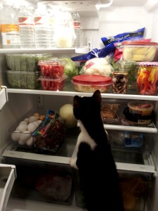 Wallace kitty checks out the newly restocked fridge.