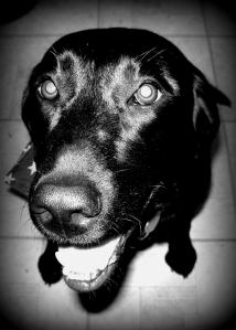 241913_10150981526903197_988149809_o