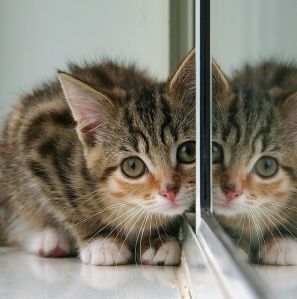 1014px-Kitten_and_partial_reflection_in_mirror