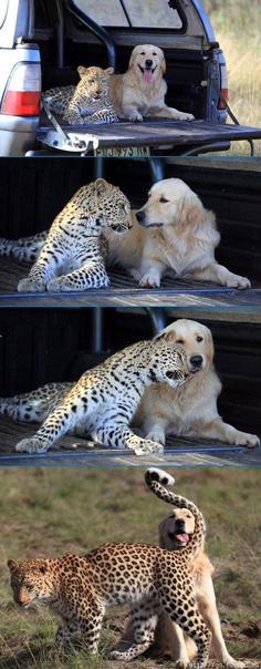 cheetah and dog