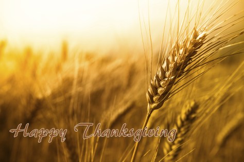 Thanksgiving wheat