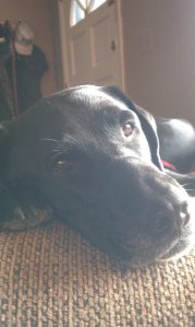 339384_10150287970238197_4747270_o (1)