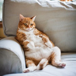 couch potato cat
